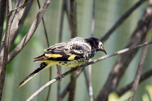 istock the honey eater is a black and yellow bird 1481571705