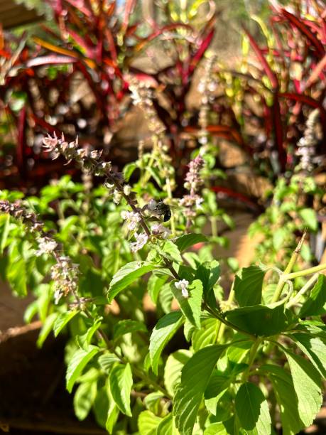 istock Holy basil or Tulsi flower 1481571733