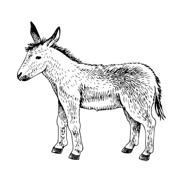 귀여운 손으로 그린 아기 당나귀. - mule animal profile animal head stock illustrations