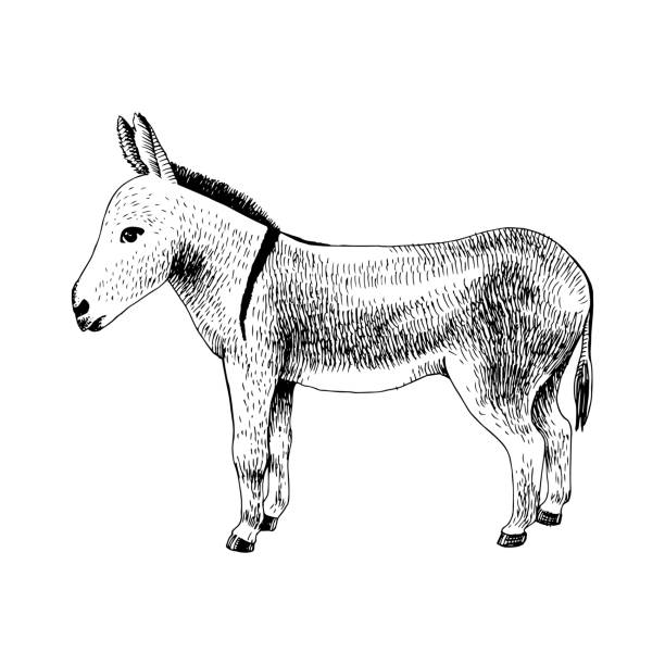 手描きのロバ。家畜 - mule animal profile animal head点のイラスト素材／クリップアート素材／マンガ素材／アイコン素材