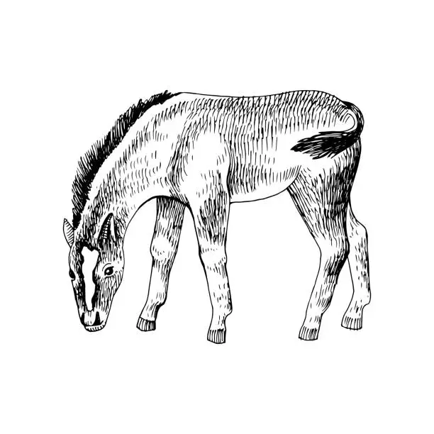 Vector illustration of Hand drawn sketch of foal grazing