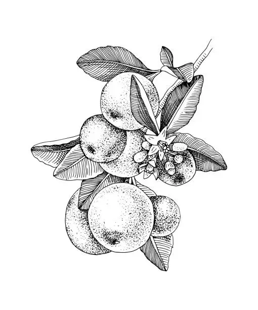 Vector illustration of Hand drawn blooming tangerine - mandarin - branch with ripe fruits