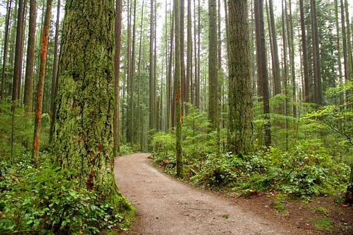 The coastal rainforest in Pacific Spirit Park, British Columbia
