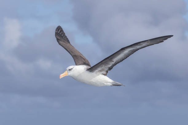 istock Black-browed Albatross, Pacific Ocean, Australia 1481573583