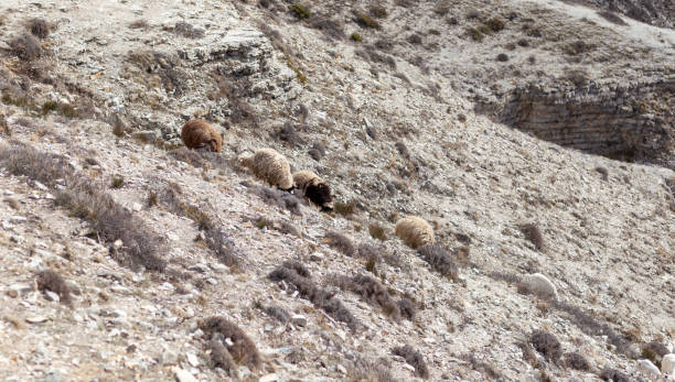 istock Goats are resting in the rocks on the mountainside. 1481574501