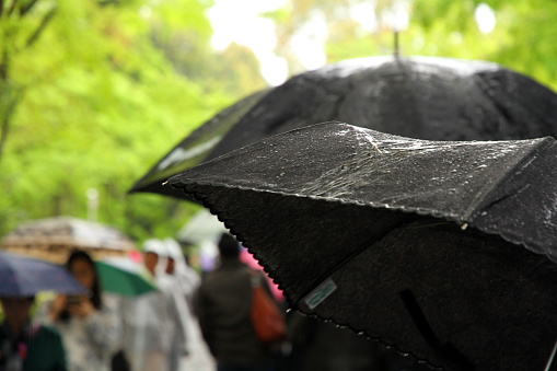 Umbrella's in the rain in a Kyoto Park