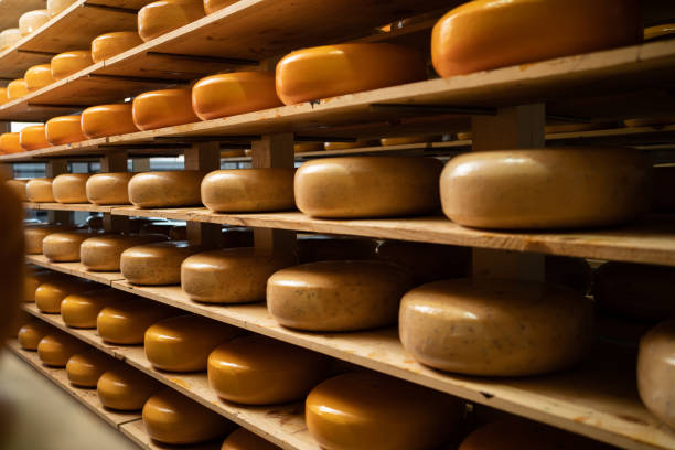 istock Storage with shelves full of cheese wheels during the aging process. 1481575919