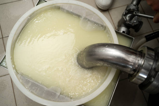 istock cheese and milk dairy production factory. Automated process 1481575942