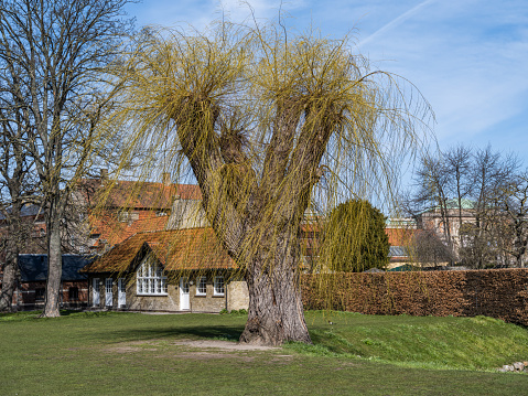 a picture of a Large willow tree in the middle of a park