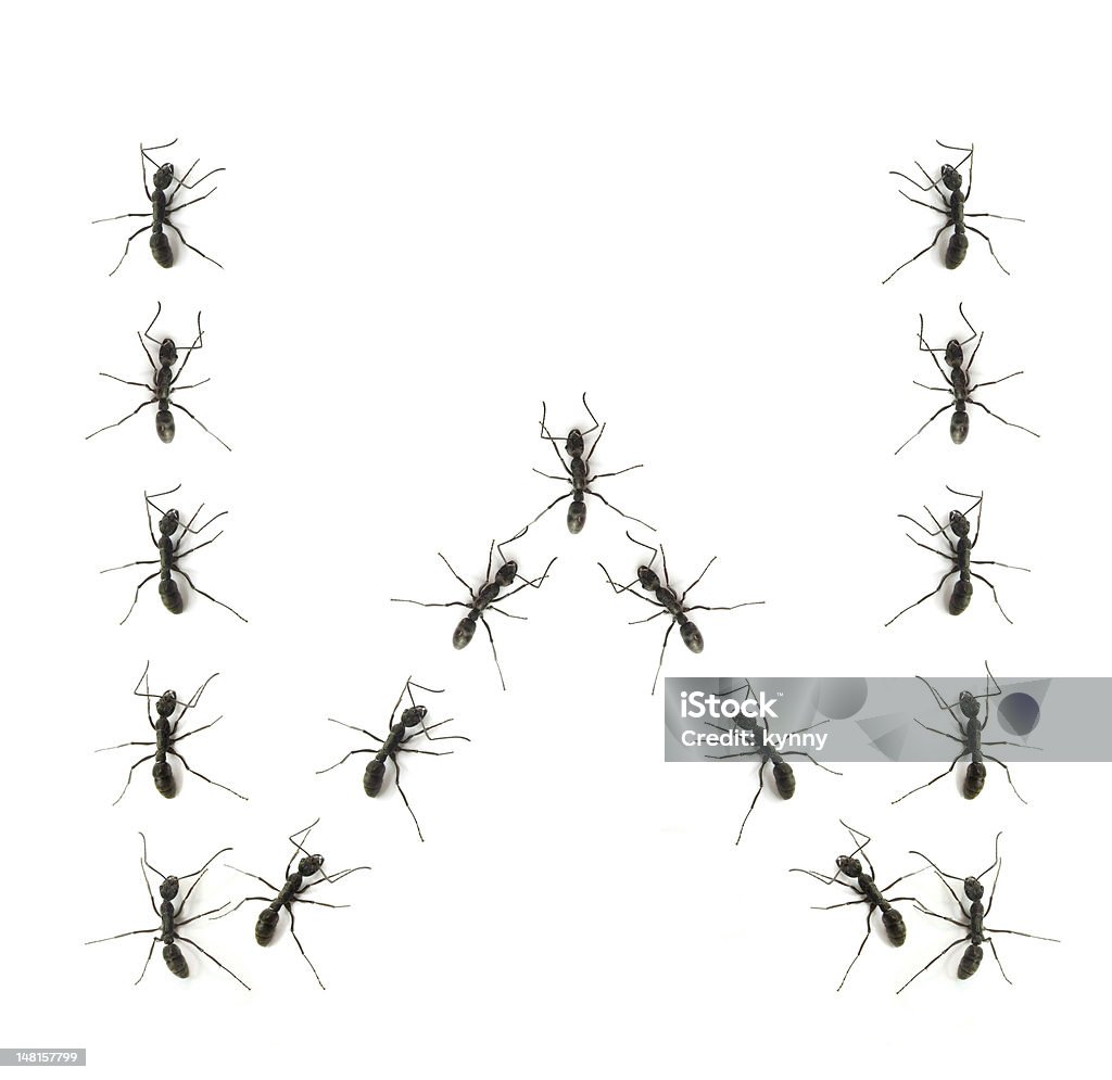 alphabet letters spelled by ant in line Alphabet Stock Photo