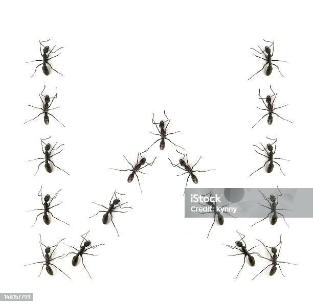 Alphabet Letters Spelled By Ant In Line Stock Photo - Download Image Now - Alphabet, Animal, Ant