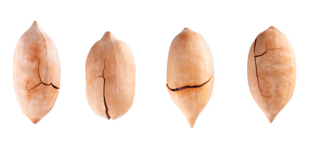 istock Pecan nuts isolated on white background. Unshelled pecan. Clipping path. Top view. 1481578070