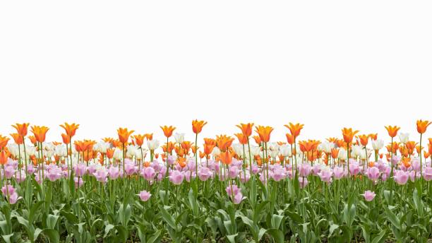 istock Colorful tulips on the bed. Isolated on white background 1481578093