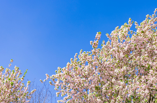 Blue sky and crabapple flowers