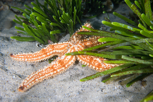 A Spiny sea star (Marthasterias glacialis) on the ocean bottom surrounded by some seagrass