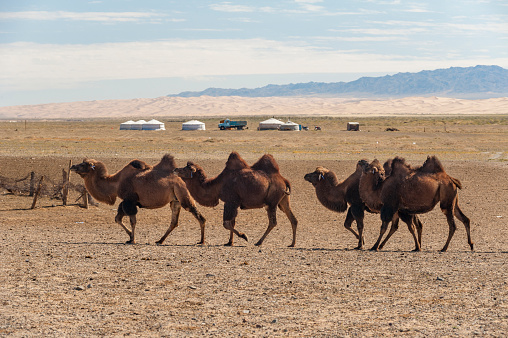 A group of Bactrian camels trotting through the Gobi desert, Mongolia, Central Asia against the backdrop of a nomadic yurt camp