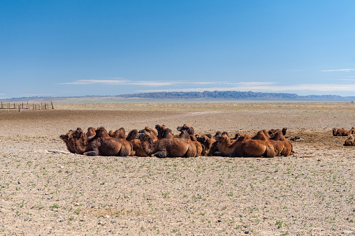 A group of Bactrian camels snoozing in the midday sun in the Gobi Desert, Mongolia, Central Asia