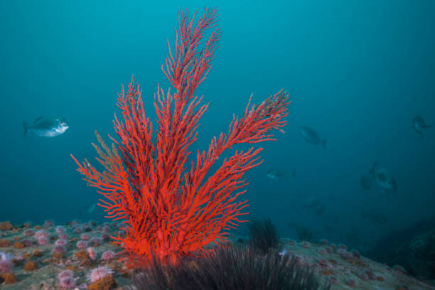 Large bright red orange Palmate sea fan (Leptogoria palma) growing on the reef