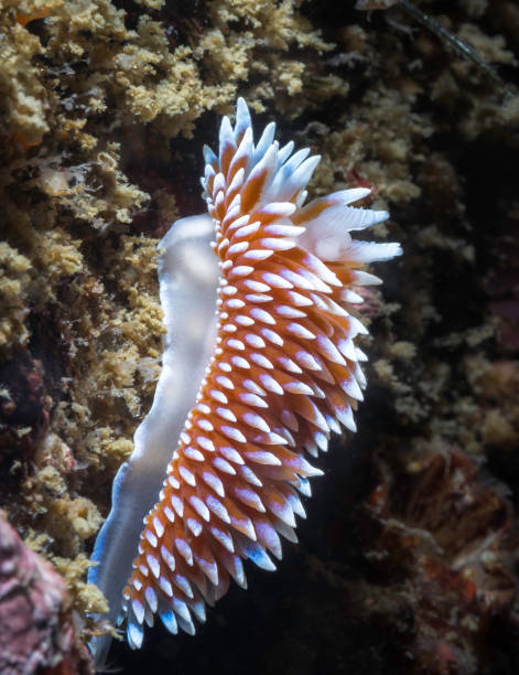 istock Side view of a Cape silvertip nudibranch 1481579236