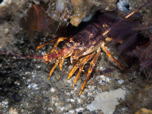 istock West Coast Rock Lobster or Crayfish 1481579266