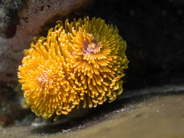 Closeup of a yellow to orange Feather-duster worm or giant fanworm (Sabellastarte longa)