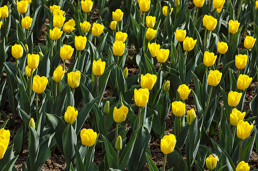 spring flowers