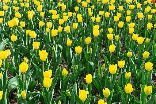 Many yellow tulips isolated on white background