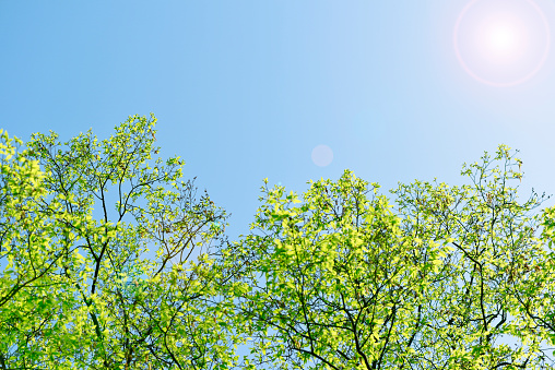 Backlit of fresh green leaves in springtime with copy space.