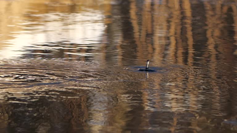 Thaw. Melting of ice. A Falling Drop of Water