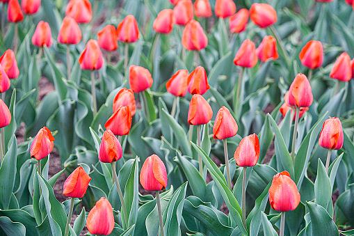 Portrait photo of the red tulipsin the garden environment