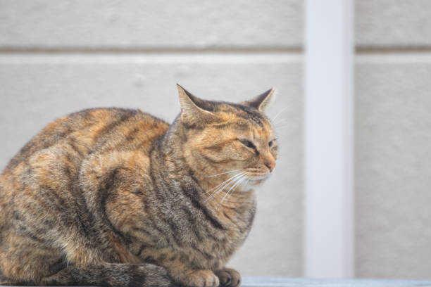 istock A stray cat sitting with a sleepy face 1481582709