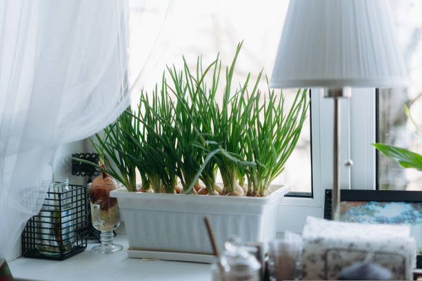 istock culivation of spring onion in white plastic pot. Home gardening concept 1481582748