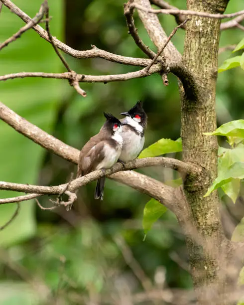 Photo of pair of red-whiskered bulbuls perched on a tree branch