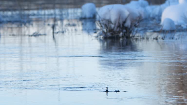 Thaw. Melting of ice. A Falling Drop of Water