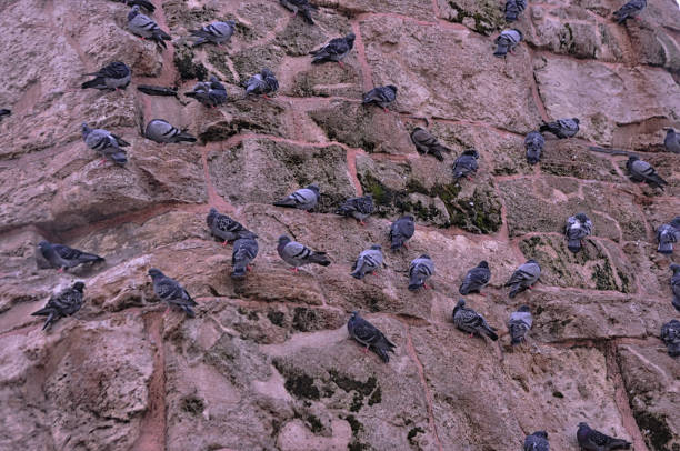 Pigeons resting on Column of Constantine