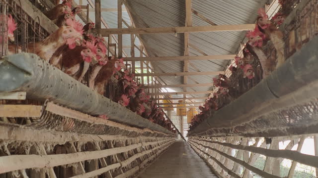 Poultry and Eggs Farming in Southeast Asia