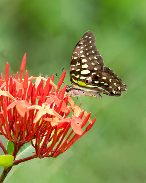 istock tailed jay feeding on red flowers in the garden 1481587258