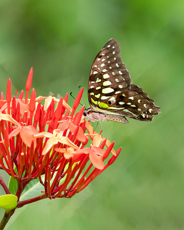 a beautiful tailed jay (Graphium agamemnon), feeding on red flowers in the garden.