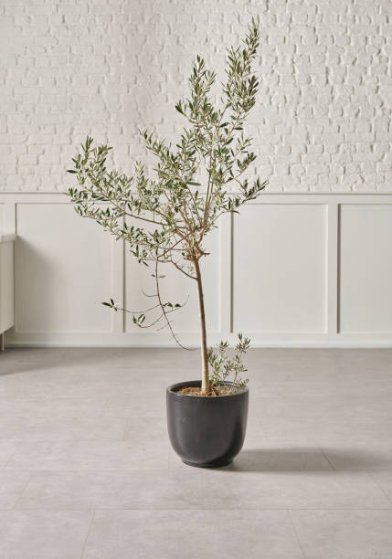 istock White brick wall and flower on wooden stool. 1481588707