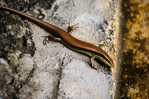 A lizard on a stone