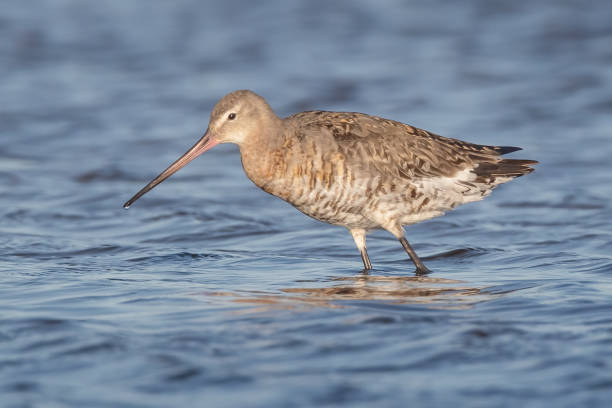 istock Black-tailed Godwit, New South Wales, Australia 1481588903