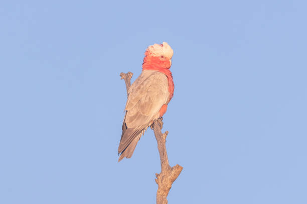 istock Galah, New South Wales, Australia 1481589038