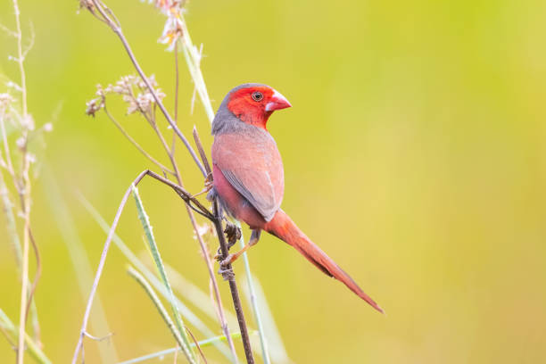 Crimson Finch, Cairns, Queensland, Austrália - foto de acervo
