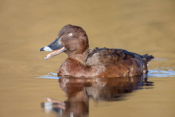 istock Hardhead, New South Wales, Australia 1481589119