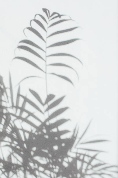 istock Shadow of decorative palm tree branches on a gray background. Natural background, copy space 1481589185