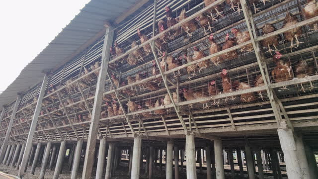 Chicken Farm in Bali Indonesia