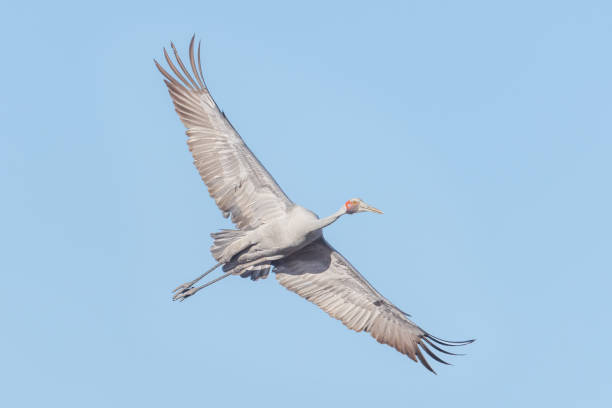 Brolga, Broome, Western Australia Taxon name: Brolga
Taxon scientific name: Antigone rubicunda
Location: Broome, Western Australia brolga stock pictures, royalty-free photos & images