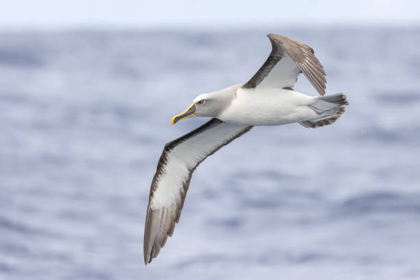 albatro di buller meridionale, oceano pacifico, australia - albatross foto e immagini stock