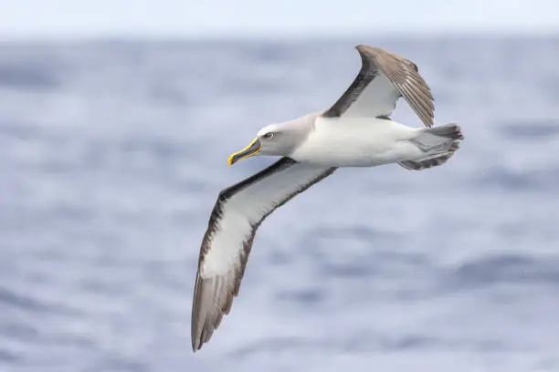 Taxon name: Southern Buller's Albatross
Taxon scientific name: Thalassarche bulleri bulleri
Location: Sydey, Pacific Ocean, Australia