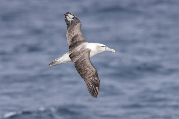 istock Shy Albatross, Pacific Ocean, Australia 1481590647